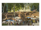Bears at Zoo, Chester, San Diego, California Giclee Print