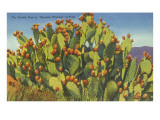 Prickly Pear Cactus in Fruit Posters