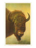 Bison, Yellowstone National Park Fotografía Bison, Yellowstone National Park Fotografía