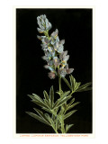 Lupine, Yellowstone National Park Giclee Print