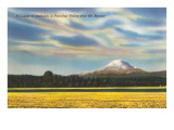 Daffodils near Mt. Rainier, Washington Poster