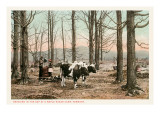 Maple Sugar Camp, Vermont Print