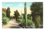 Cactus Garden Giclée-Druck