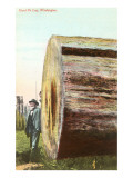 Giant Fir Log, Washington Posters