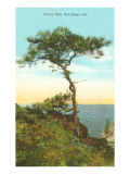 A Torrey Pine, San Diego, California Lámina giclée A Torrey Pine, San Diego, California Lámina giclée