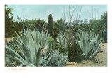Cactus Garden with Agave Posters