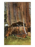Giant Cedar Tree, Washington Print