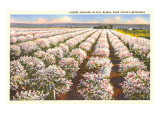 Cherry Orchard, Door County, Wisconsin Posters