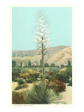 Spanish Bayonet, Yucca Giclee Print