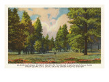 Bosque nacional de Kaibob, Cedar City, Utah Lámina giclée