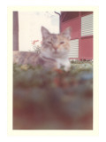 Blurry Picture of Cat in Yard Prints