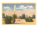 Yuccas in Bloom Giclee Print