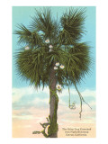 Palm Tree Entweeing with Night-Blooming Cereus reproduction procédé giclée