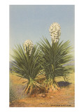 Spanish Daggers, Yuccas Giclee Print