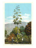 Century Plant in Bloom Giclée-Druck