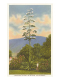 Century Plant in Bloom Posters