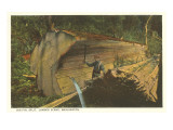 Big Split Fir, Washington Photo