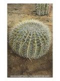 Pincushion Cactus Prints