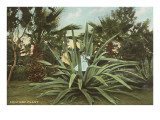 Girl in Agave Posters
