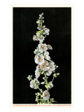 Globe Mallow, Yellowstone National Park Giclee Print
