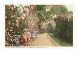 Promenade inclinée, Charleston, Caroline du Sud Affiche