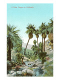 A Palm Canyon in California Prints