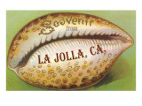Cowrie Shell, Souvenir from La Jolla, California Giclee Print