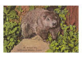 Groundhog, the Original Weather Prophet Giclee Print