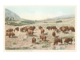 Bufffalo Herd, Yellowstone National Park Posters