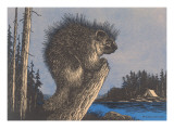 Porcupine on Stump Posters