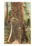 Lumberjacks Felling Cedar, Washington Print
