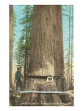 Lumberjacks Felling Fir, Washington Posters
