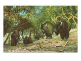 Buffalo in Golden Gate Park, San Francisco, California Posters