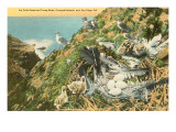 Sea Gull Nest, Coronado Islands, California Giclee Print