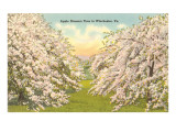Apple Blossoms, Winchester, Virginia Poster