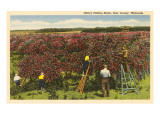 Cherry Picking, Door County, Wisconsin Posters