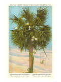 Palm Tree Entwined with Night-Blooming Cereus, Poem Lámina giclée Palm Tree Entwined with Night-Blooming Cereus, Poem Lámina giclée