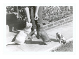 Lady Feeding Dogs and Cat Lámina giclée Lady Feeding Dogs and Cat Lámina giclée