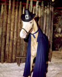 Mr. Ed Photo