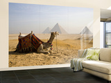 Lone Camel Gazes Across the Giza Plateau Outside Cairo, Egypt Wall Mural – Large by Dave Bartruff