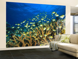 Schooling Damselfish, North Huvadhoo Atoll, Southern Maldives, Indian Ocean Wall Mural – Large by Stuart Westmorland