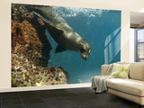 Galapagos Sealion, Gardner Bay, Española Island, Galapagos Islands, Ecuador Wall Mural – Large par Pete Oxford