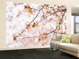 Cherry Blossums (Sakura) Near Shizunai Wall Mural – Large by Shayne Hill