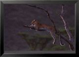 Léopard, Panthera, Masai-Mara Kenya Art par Michel & Christine Denis-Huot