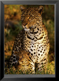 Leopard with Infant at Masai-Mara, Kenya Art by Michel & Christine Denis-Huot