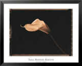 Calla Lily Poster von Talli Rosner-Kozuch