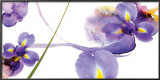 Lucid Iris II Posters by S & R Rasheed