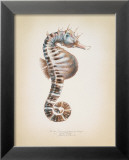 Potbelly Seahorse Pósters por Richard Van Genderen