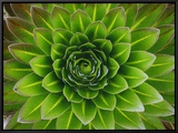A Giant Lobelia Plant Framed Canvas Print by George F. Mobley