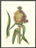 Tropical Pineapple I Art by Pierre-Joseph Buchoz